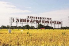 昌吉关于成都商务伴游外围雇用的信息